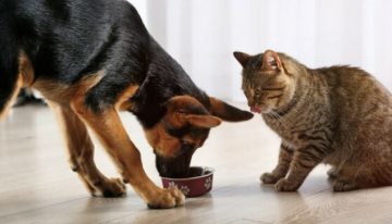 Cachorro pode comer ração de gato? Portal dos Cães e Gatos