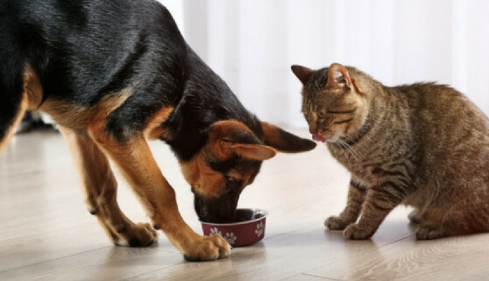 Cachorro pode comer ração de gato? Portal dos Cães e Gatos
