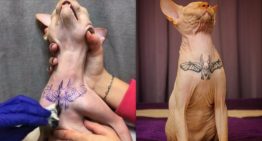 Mulher gera revolta nas redes sociais após postar fotos do seu gato sendo tatuado