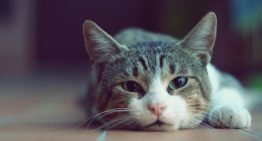 Como saber se o gato está com dor? – Veja 10 sinais