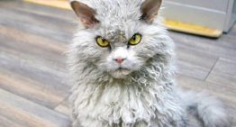 Conheça Albert, o gato que está conquistando a internet graças ao seu olhar severo