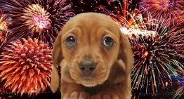 Fogos de artifício: 10 dicas para proteger o seu cãozinho do barulho