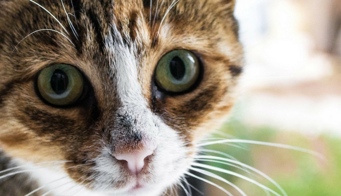 O que fazer em caso de envenenamento em gatos