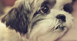 5 comportamentos que indicam um pedido de ajuda do seu cão