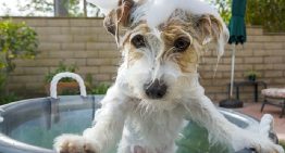 Conheça o melhor shampoo antifúngico para cães