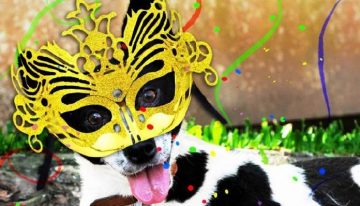 Carnaval: 5 dicas para proteger seu animal de estimação na folia