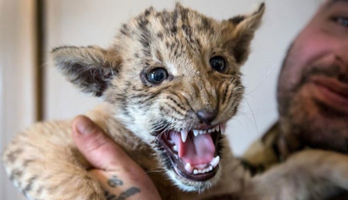 Ligre: bebê híbrido de leão e tigre, nasce na Rússia