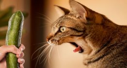 Por que Gato tem medo de pepino? Essa brincadeira é saudável?