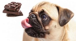 Nesta Páscoa, não dê chocolate para seu cachorro – é tóxico e venenoso!