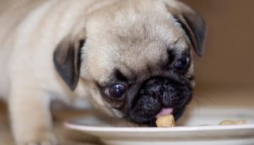O que o seu cachorro pode comer? [39 alimentos bons, ruins e tóxicos]