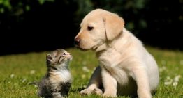 Quem disse que são inimigos? Cães e gatos podem ser melhores amigos!