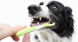 Você sabia? Seu cachorro também precisa escovar os dentes!