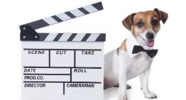 Os 10 melhores filmes de cachorros para assistir na Netflix