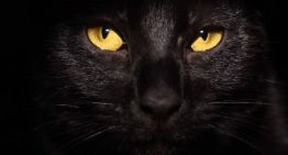 Adoções de gatos pretos aumentam após o filme Pantera Negra