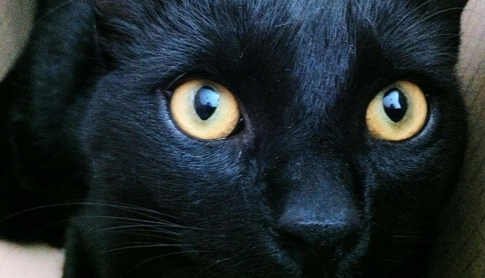 Como funcionam os olhos dos gatos [visão noturna e muito mais]