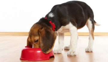 Confira 6 alimentos que você não deve dar ao seu cachorro