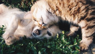 Será que cães e gatos podem pegar coronavírus (COVID-19)?